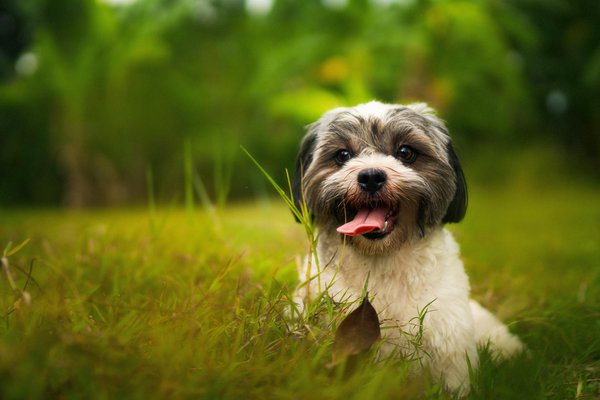 Top strategies to safeguard your pet from uk heatwaves: essential tips for every pet owner