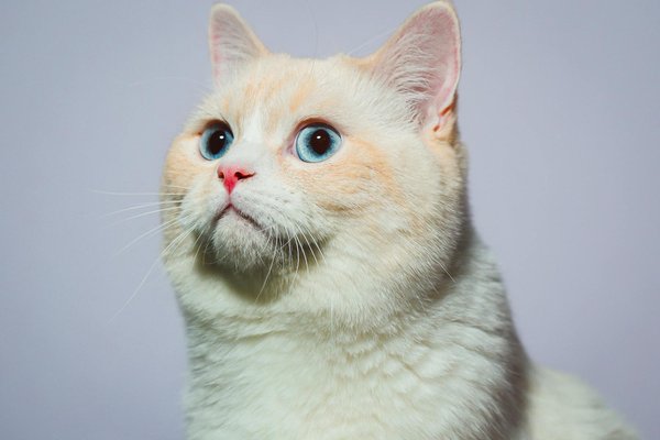 Top fish varieties for uk ponds: boost your local ecosystem with these ideal selections