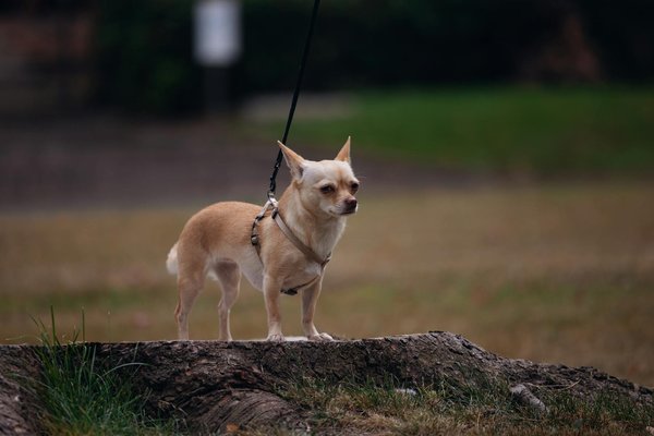 Spotting dental issues in miniature schnauzers: essential signs and proven prevention strategies